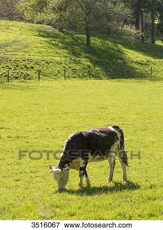 France, Normandy, calves in a meadow View Large Photo Image Stock Photo - France, Normandy, calves in a meadow. Fotosearch