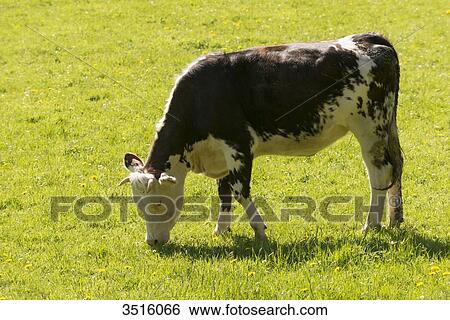 France, Normandy, calves in a meadow View Large Photo Image Stock Photograph - France, Normandy, calves in a meadow. Fotosearch