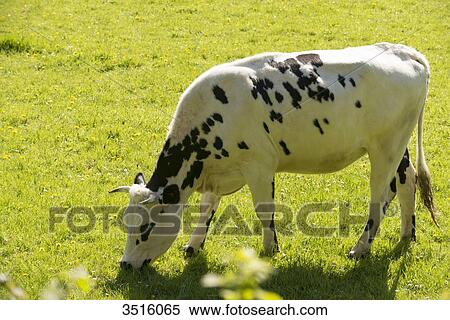 France, Normandy, calves in a meadow View Large Photo Image Stock Photography - France, Normandy, calves in a meadow. Fotosearch