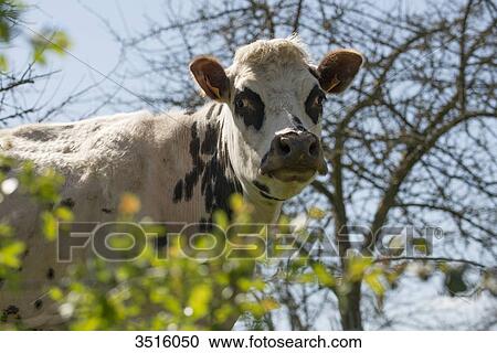 Stock Image - France, Normandy, cow in a meadow. Fotosearch