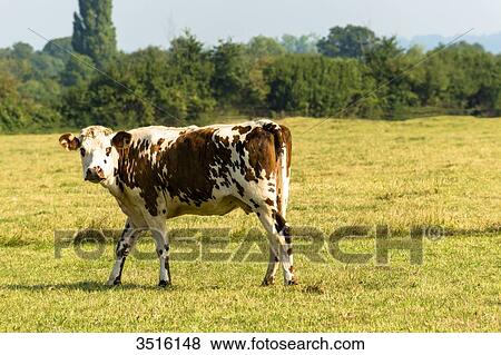 France, Normandy, cow in a meadow View Large Photo Image Stock Photo - France, Normandy, cow in a meadow. Fotosearch
