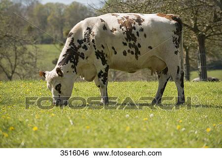 France, Normandy, cow in a meadow View Large Photo Image Stock Photograph - France, Normandy, cow in a meadow. Fotosearch