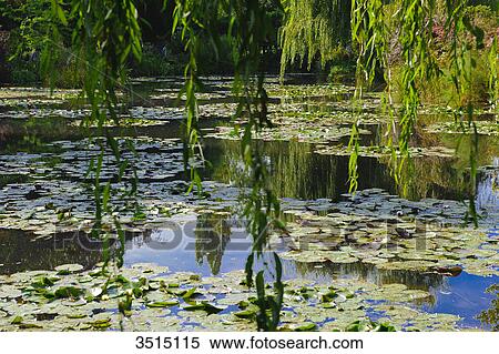 France. Normandy. Eure. Giverny. Garden of Claude Monet's house. The pond in white water lilies View Large Photo Image Stock Photography - France. Normandy. Eure. Giverny. Garden of Claude Monet's house. The pond in white water lilies. Fotosearch