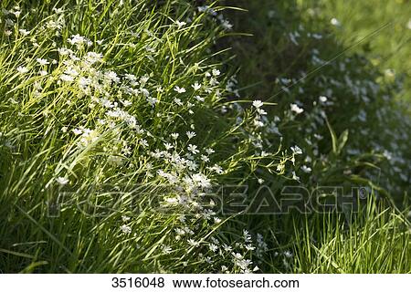 Stock Photo - France, Normandy, fresh grass and flowers in a meadow. Fotosearch