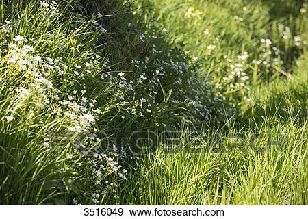 France, Normandy, fresh grass and flowers in a meadow View Large Photo Image Stock Photo - France, Normandy, fresh grass and flowers in a meadow. Fotosearch