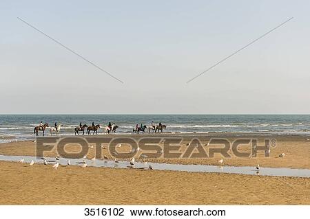 France, Normandy, group of horses and poneys enjoying a walk on the beach View Large Photo Image Stock Image - France, Normandy, group of horses and poneys enjoying a walk on the beach. Fotosearch