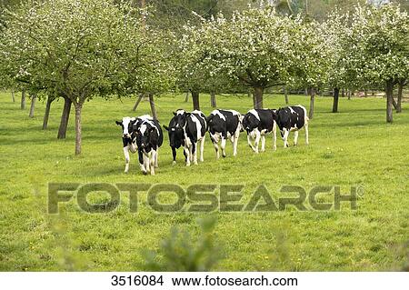 Picture - France, Normandy, herd of calfs in a meadow. Fotosearch