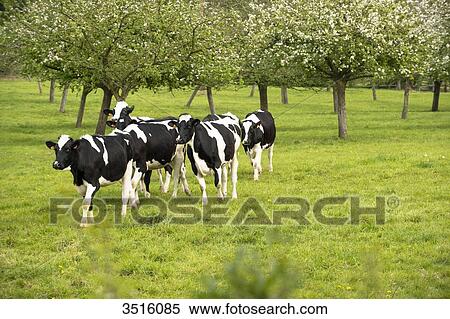 France, Normandy, herd of calfs in a meadow View Large Photo Image Stock Photography - France, Normandy, herd of calfs in a meadow. Fotosearch