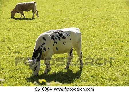 France, Normandy, herd of calves in a meadow View Large Photo Image Picture - France, Normandy, herd of calves in a meadow. Fotosearch
