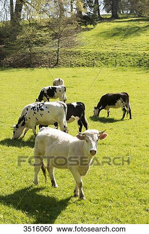 France, Normandy, herd of calves in a meadow View Large Photo Image Stock Image - France, Normandy, herd of calves in a meadow. Fotosearch