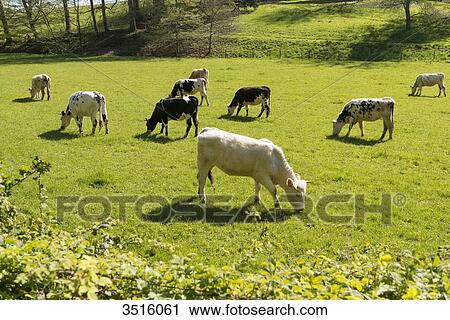 France, Normandy, herd of calves in a meadow View Large Photo Image Stock Image - France, Normandy, herd of calves in a meadow. Fotosearch