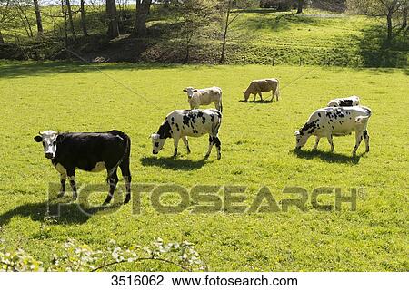 Stock Image - France, Normandy, herd of calves in a meadow. Fotosearch