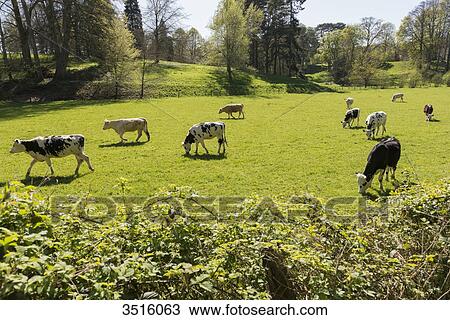 France, Normandy, herd of calves in a meadow View Large Photo Image Stock Image - France, Normandy, herd of calves in a meadow. Fotosearch