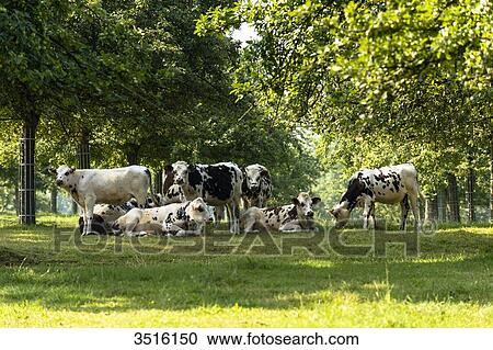France, Normandy, herd of calves in a meadow View Large Photo Image Stock Image - France, Normandy, herd of calves in a meadow. Fotosearch