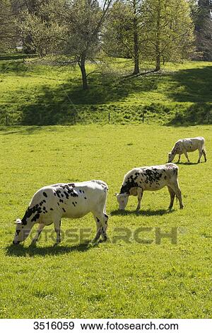 France, Normandy, herd of calves in a meadow View Large Photo Image Stock Photo - France, Normandy, herd of calves in a meadow. Fotosearch