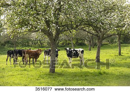 Stock Photo - France, Normandy, herd of calves in a meadow. Fotosearch