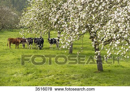 France, Normandy, herd of calves in a meadow View Large Photo Image Stock Photo - France, Normandy, herd of calves in a meadow. Fotosearch