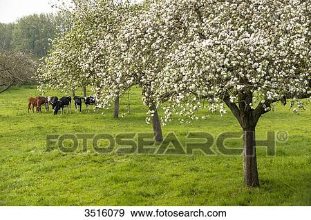 France, Normandy, herd of calves in a meadow View Large Photo Image Stock Photo - France, Normandy, herd of calves in a meadow. Fotosearch