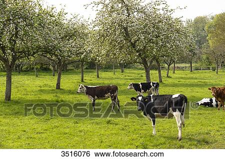France, Normandy, herd of calves in a meadow View Large Photo Image Stock Photograph - France, Normandy, herd of calves in a meadow. Fotosearch
