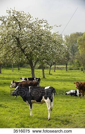 France, Normandy, herd of calves in a meadow View Large Photo Image Stock Photography - France, Normandy, herd of calves in a meadow. Fotosearch
