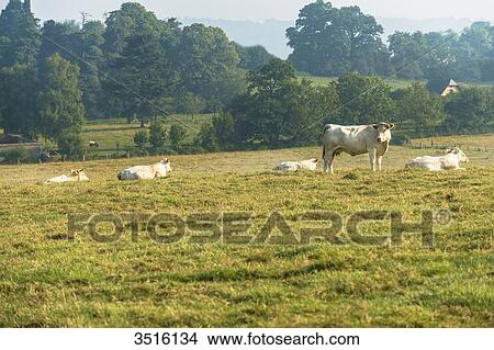 France, Normandy, herd of cows in a meadow View Large Photo Image Picture - France, Normandy, herd of cows in a meadow. Fotosearch