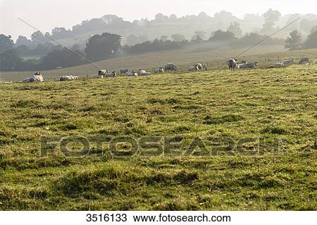 France, Normandy, herd of cows in a meadow View Large Photo Image Stock Image - France, Normandy, herd of cows in a meadow. Fotosearch