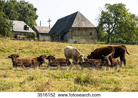France Normandy, herd of cows in a meadow View Large Photo Image Stock Image - France Normandy, herd of cows in a meadow. Fotosearch