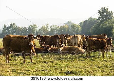 France, Normandy, herd of cows in a meadow View Large Photo Image Stock Photograph - France, Normandy, herd of cows in a meadow. Fotosearch