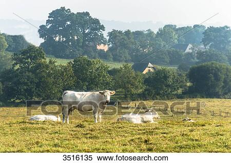 France, Normandy, herd of cows in a meadow View Large Photo Image Stock Photography - France, Normandy, herd of cows in a meadow. Fotosearch