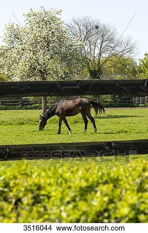 France, Normandy, horse in a meadow View Large Photo Image Picture - France, Normandy, horse in a meadow. Fotosearch