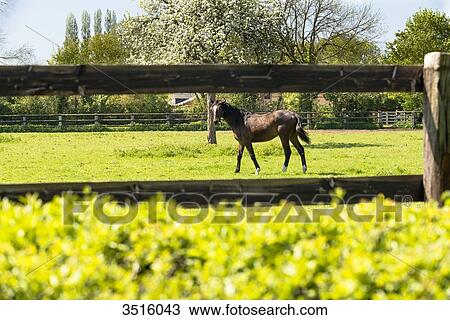 France, Normandy, horse in a meadow View Large Photo Image Stock Image - France, Normandy, horse in a meadow. Fotosearch