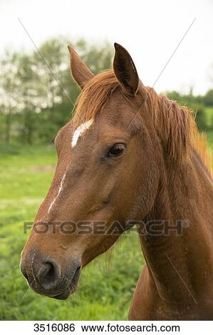 France, Normandy, horse in a meadow View Large Photo Image Stock Photograph - France, Normandy, horse in a meadow. Fotosearch