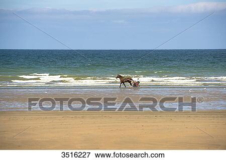 France, Normandy, horse training at the seaside View Large Photo Image Stock Photo - France, Normandy, horse training at the seaside. Fotosearch