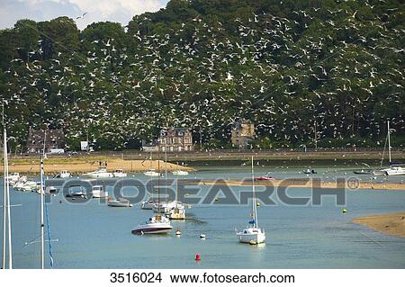 France, Normandy, hundreds of birds flying above boats at the River Dives mouth View Large Photo Image Picture - France, Normandy, hundreds of birds flying above boats at the River Dives mouth. Fotosearch
