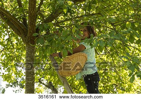 Stock Image - France, Normandy, little girl picking plums in a tree standing on a wooden scale with a basket on her arm. Fotosearch