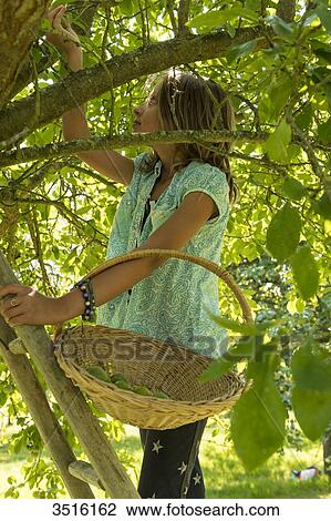 France, Normandy, little girl picking plums in a tree standing on a wooden scale with a basket on her arm View Large Photo Image Stock Image - France, Normandy, little girl picking plums in a tree standing on a wooden scale with a basket on her arm. Fotosearch