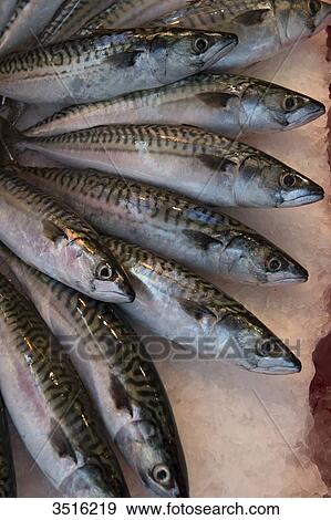 France, Normandy, mackerels on a fish market View Large Photo Image Stock Photo - France, Normandy, mackerels on a fish market. Fotosearch