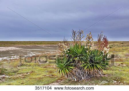 Picture - France, Normandy. Manche. Agon-Coutainville. Protected natural site Agon-Coutainville Cape.. Fotosearch