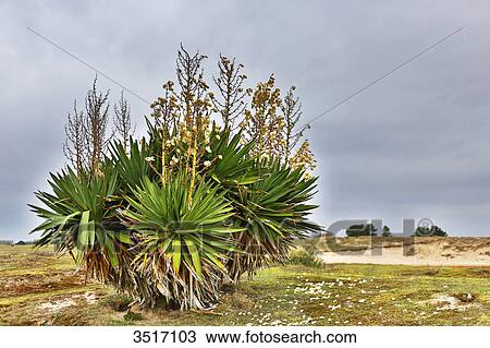 Stock Image - France, Normandy. Manche. Agon-Coutainville. Protected natural site Agon-Coutainville Cape.. Fotosearch