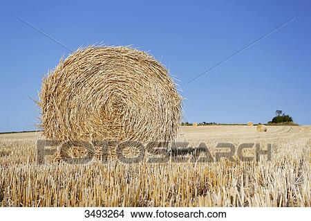 Picture - France, Normandy, Montmartin-sur-Mer, Haystacks mechanically rolled at the time of harvest. Fotosearch
