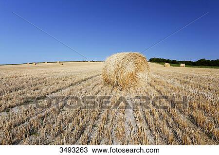 France, Normandy, Montmartin-sur-Mer, Haystacks mechanically rolled at the time of harvest. View Large Photo Image Stock Image - France, Normandy, Montmartin-sur-Mer, Haystacks mechanically rolled at the time of harvest.. Fotosearch