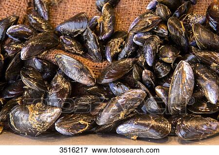 France, Normandy, mussels on a fish market View Large Photo Image Stock Photo - France, Normandy, mussels on a fish market. Fotosearch