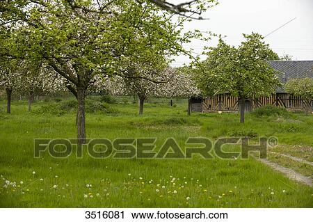 France, Normandy, old traditionnal barn in the countryside View Large Photo Image Stock Image - France, Normandy, old traditionnal barn in the countryside. Fotosearch