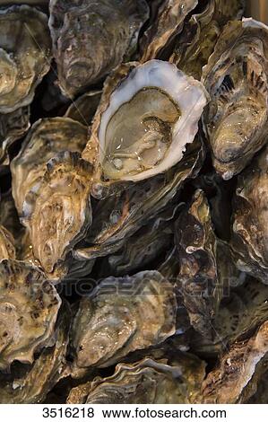 France, Normandy, oysters on a fish market View Large Photo Image Stock Photo - France, Normandy, oysters on a fish market. Fotosearch