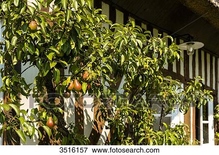 France, Normandy, pear tree close to a traditionnal normandic cottage View Large Photo Image Stock Photo - France, Normandy, pear tree close to a traditionnal normandic cottage. Fotosearch