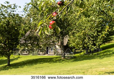 France, Normandy, red apples on an apple tree branch, old cottage in the back out of focus View Large Photo Image Stock Photograph - France, Normandy, red apples on an apple tree branch, old cottage in the back out of focus. Fotosearch