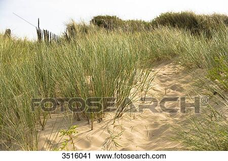 France, Normandy, sand dune with vegetation View Large Photo Image Stock Image - France, Normandy, sand dune with vegetation. Fotosearch