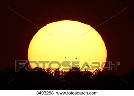 France, Normandy. Sunset over Agon-Coutainville. Seagulls flying before the sun. View Large Photo Image Stock Photo - France, Normandy. Sunset over Agon-Coutainville. Seagulls flying before the sun.. Fotosearch