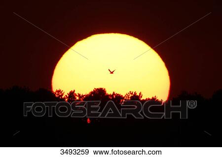 France, Normandy. Sunset over Agon-Coutainville. Seagull flying before the sun. View Large Photo Image Stock Photo - France, Normandy. Sunset over Agon-Coutainville. Seagull flying before the sun.. Fotosearch