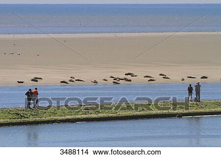 France, North Coast. Berck sur Mer. Observing a group of seals on a sandbank, Authie Bay View Large Photo Image Picture - France, North Coast. Berck sur Mer. Observing a group of seals on a sandbank, Authie Bay. Fotosearch